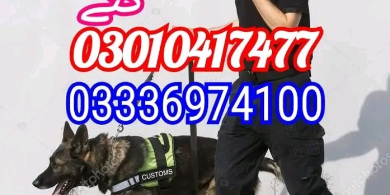 Khoji dog center islamabad 03336974100 image 1