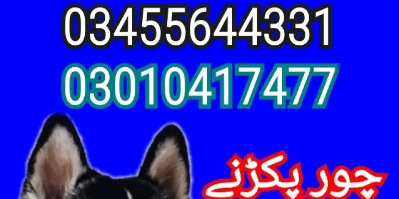 Army dog center rawalpindi 03132629100 image 1