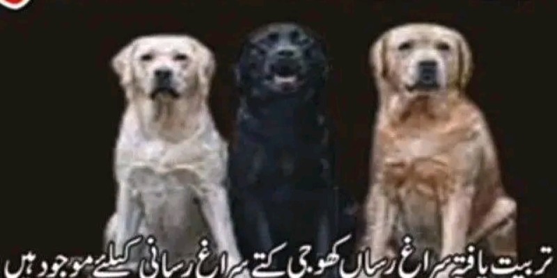 Army dog center okara 03010417477 image 1