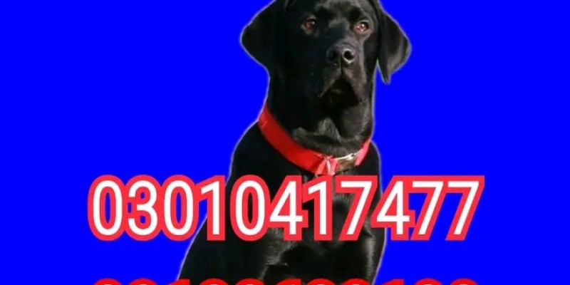 Army dog center rawalpindi 03132629100 image 1