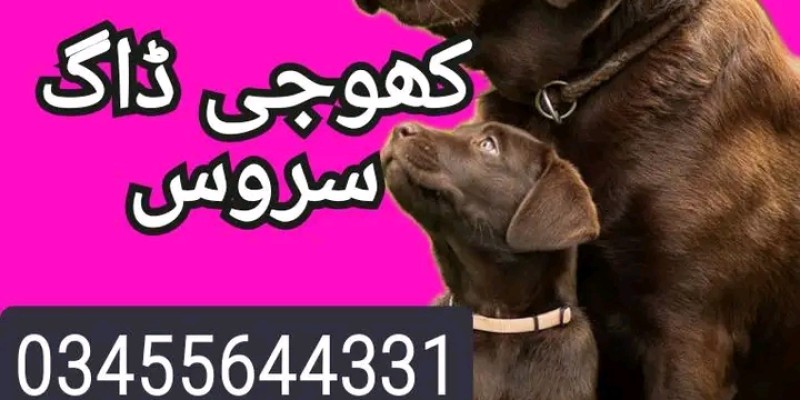 Army dog center pakistan 03017735103 image 1