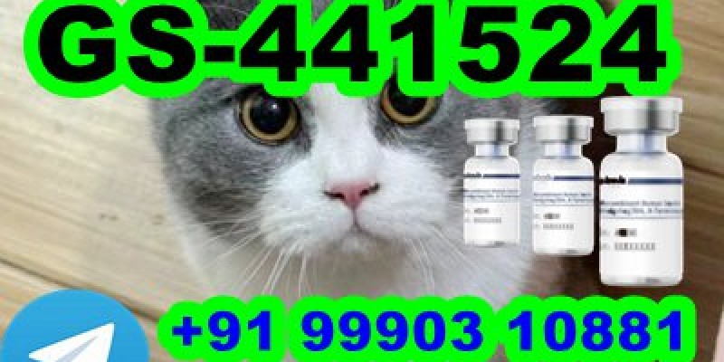 GS-441524 cat Fip Feline Infectious Peritonitis image 1