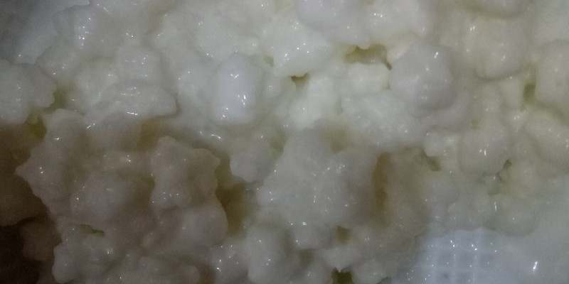 Kefir Grains image 2