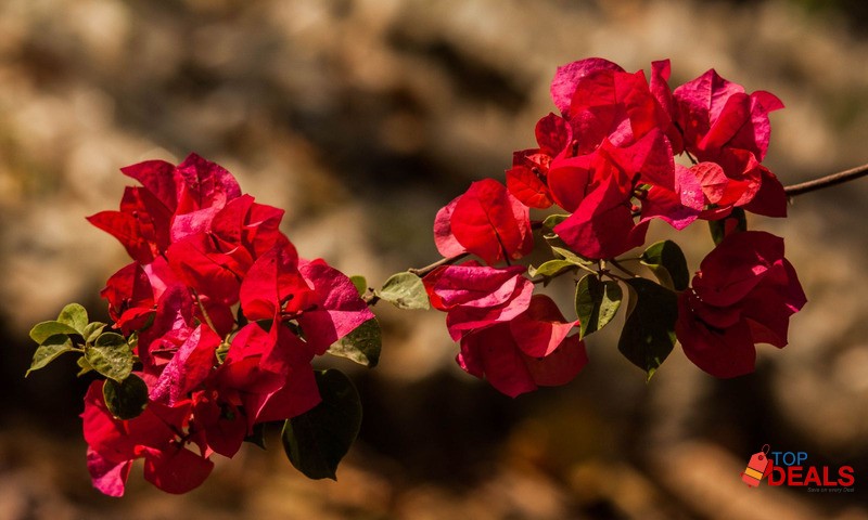 Canon 450-D made in japan image 6