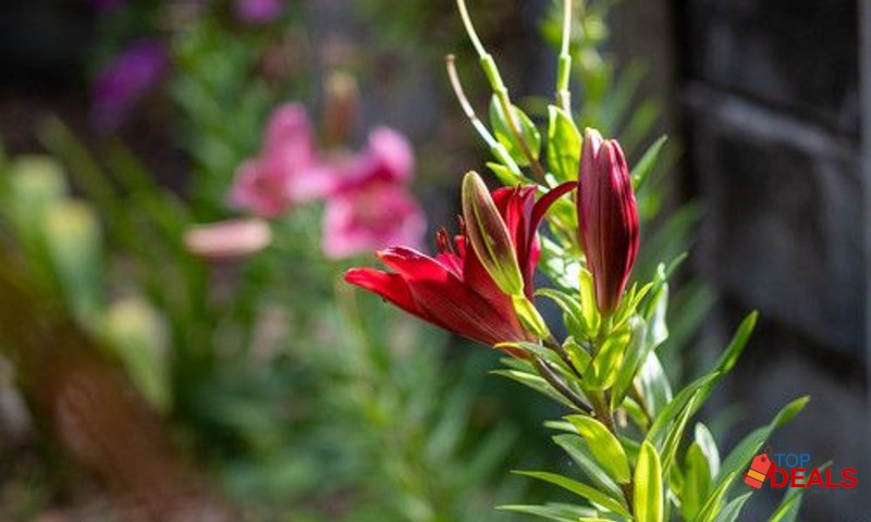 Pentax super takumar MC 135mm 3.5 m42 mount image 6