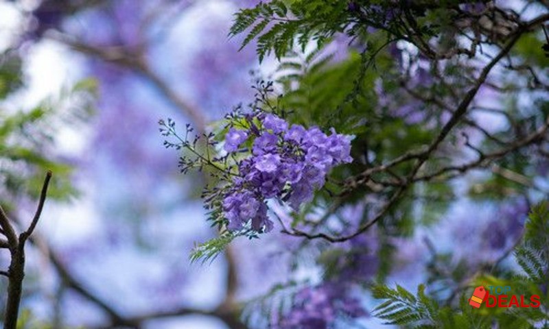 Pentax super takumar MC 135mm 3.5 m42 mount image 7