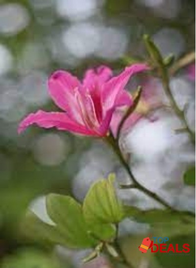 Pentax super takumar MC 135mm 3.5 m42 mount image 8