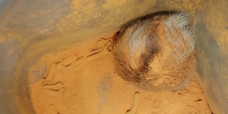 Gidar singhi gedar singhi image 3