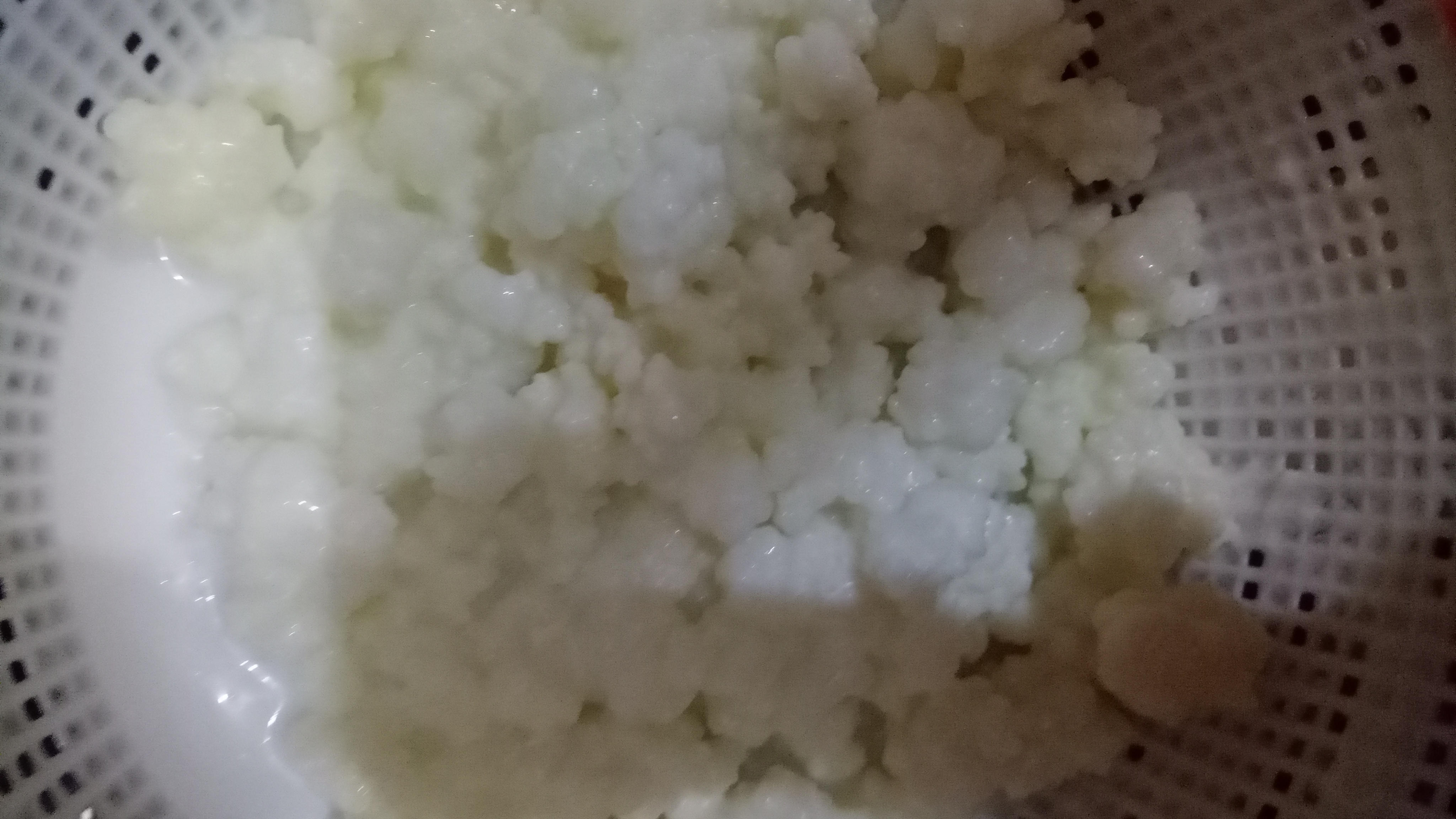 Kefir Grains