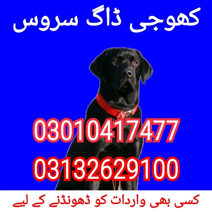 Army dog center karachi 03178421506