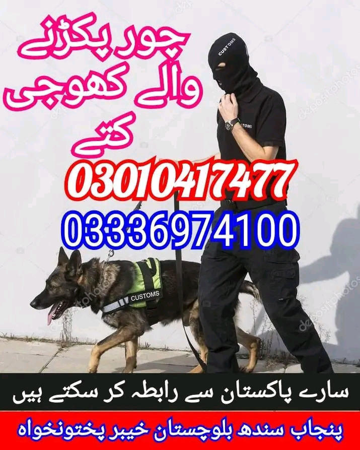 Khoji dog center islamabad 03336974100