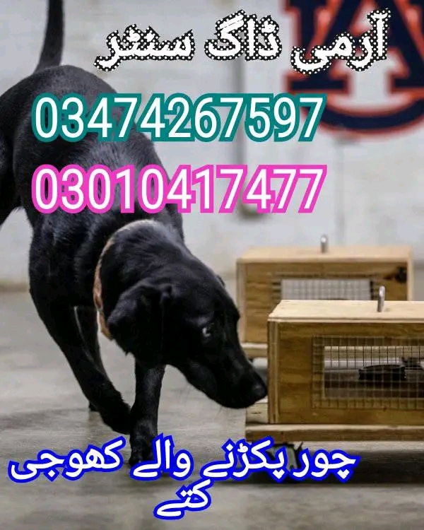 Army dog center peshawar 03336974100