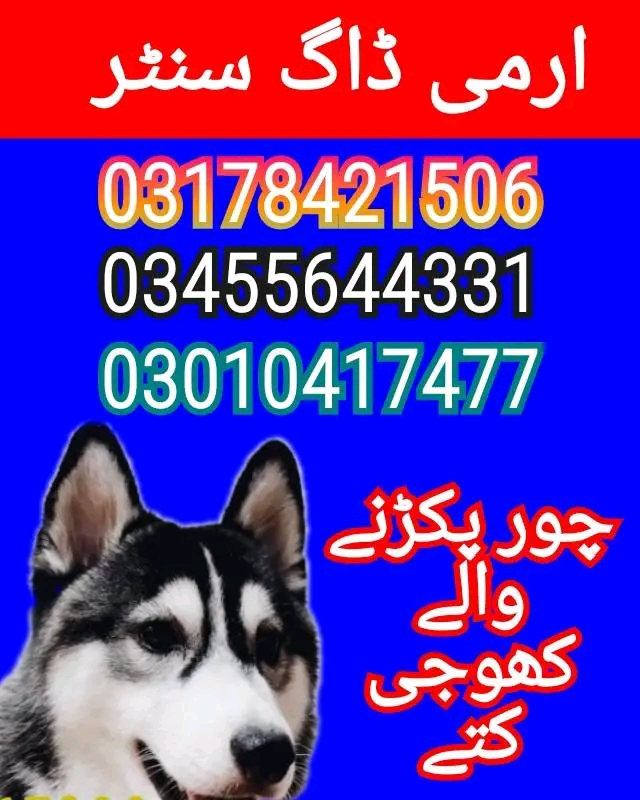 Army dog center okara 03010417477