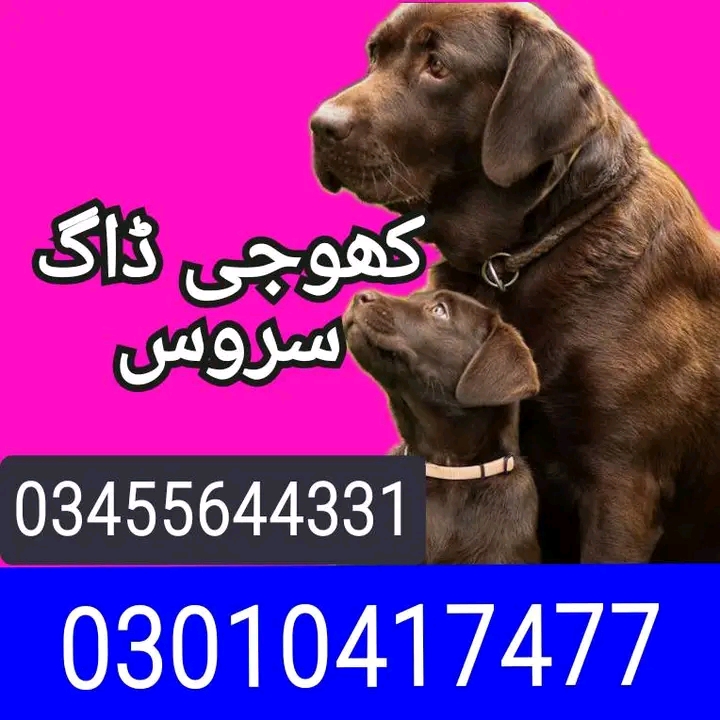 Army dog center 03010417477