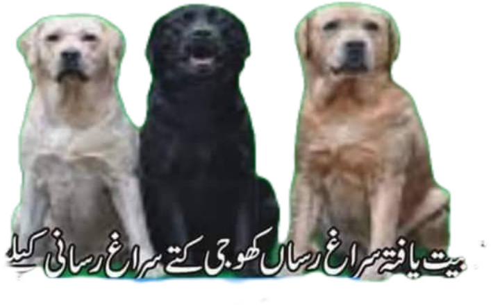 Army Dog Center Lahore 03454760111