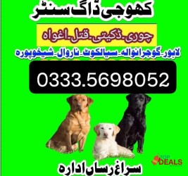 Army Dog Center Faisalabad 03335698052